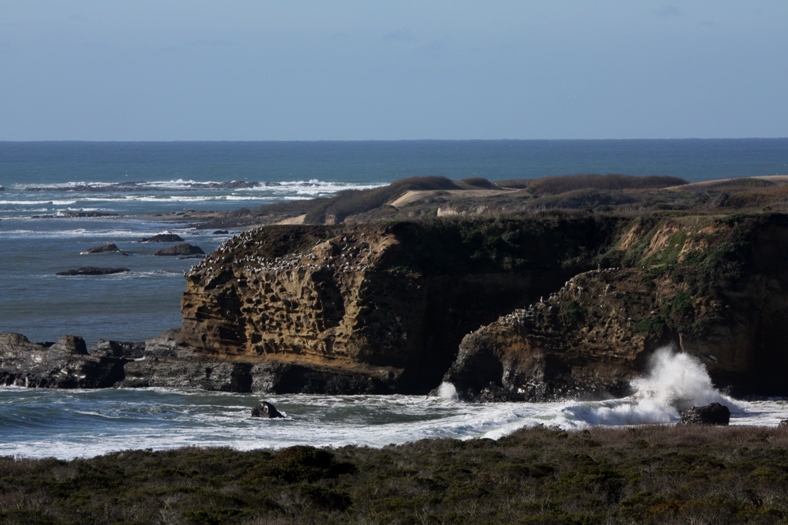 rookery